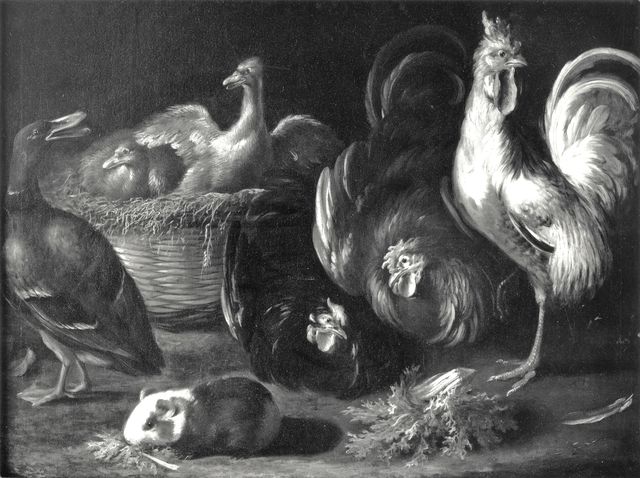 A. C. Cooper — Anonimo genovese sec. XVII/ XVIII - Gallo, galline, anatre e porcellino d'India — insieme
